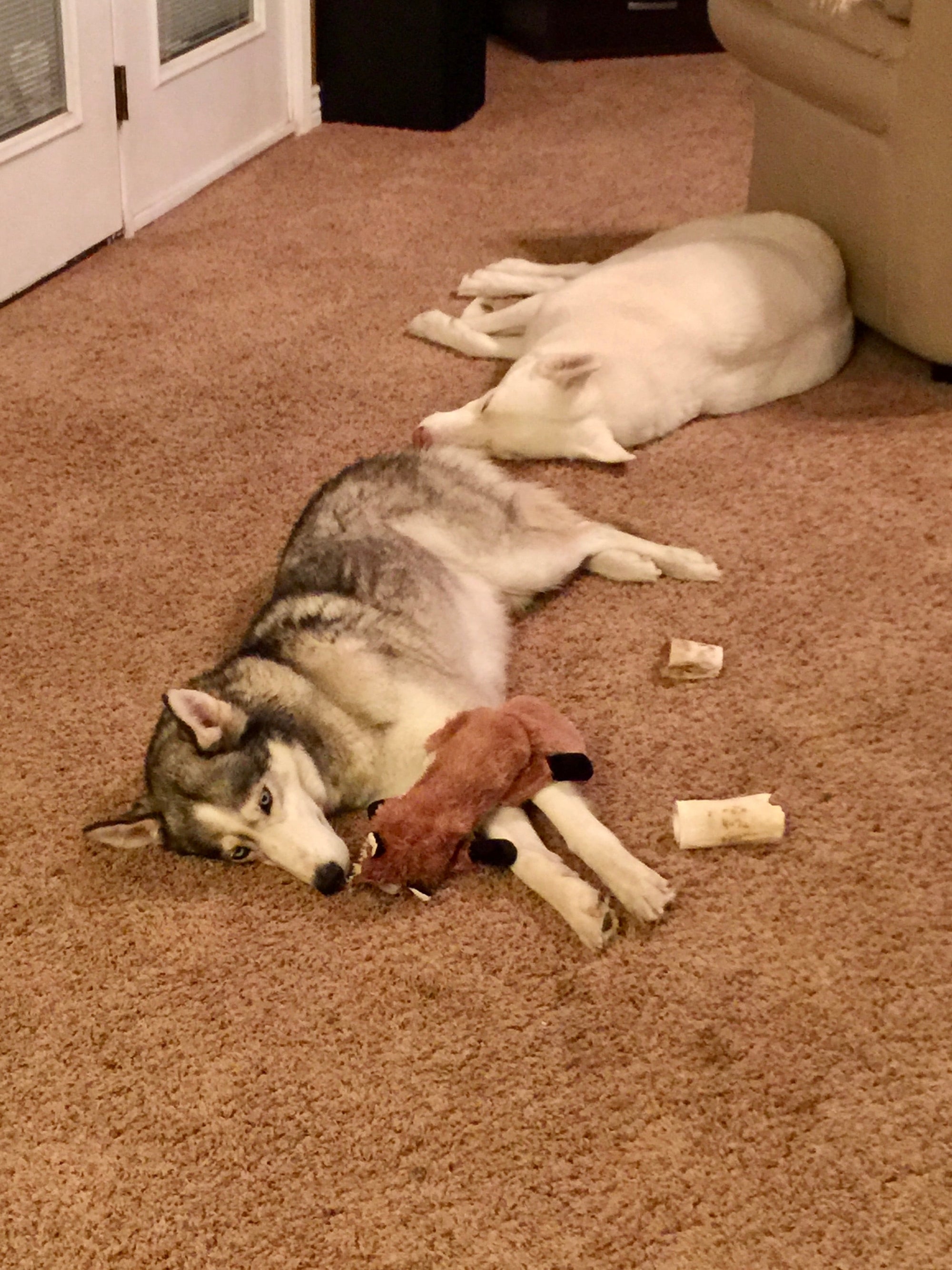 Why Pet Stains and Smells Keep Coming Back (And How to Actually Stop Them)